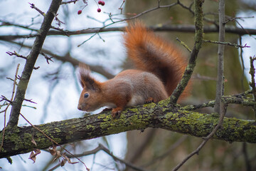 Red Eurasian squirrel on a tree in late autumn. Cute wildlife animals in the forest in Europe