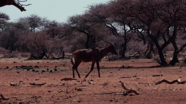 Wildebeest walking at the Matobo National Park with dry trees background on a sunny day in Zimbabwe