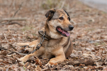 Portrait of a cute funny dog.A mongrel dog lies on the grass and looks with interest at the owner.The theme of animals.
