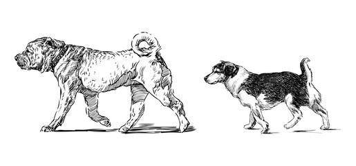 Sketches of two dogs, shar pei and terrier walking, realistic hand drawn vector illustration