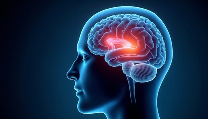 Obraz premium Illustration of a human brain with inner regions highlighted in a profile view, suitable for medical, neurological, and educational purposes.