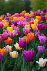 A field of colorful tulips in the middle of a field