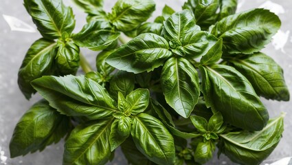 A Vibrant and Crisp Photograph of Fresh Basil Leaves, Glistening with Morning Dew, Set Against a Soft Green Background that Captures the Essence of Natural Freshness