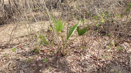 Pequena carnaúba em crescimento em meio a vegetação da caatinga no nordeste e sertão do Brasil
