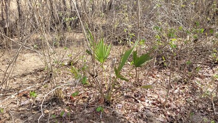 Pequena carnaúba em crescimento em meio a vegetação da caatinga no nordeste e sertão do Brasil
