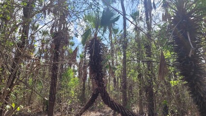 Pequena carnaúba em meio a vegetação da caatinga no nordeste e sertão do Brasil