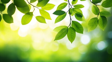 Obraz premium Lush green leaves nature landscape close-up imagery vibrant environment natural light serenity concept for eco-friendly themes