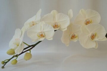 Obraz premium a branch of white orchids with a plain background