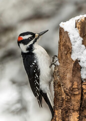 The Hairy Woodpecker in the snow (Leuconotopicus villosus) is a medium-sized woodpecker found across North America