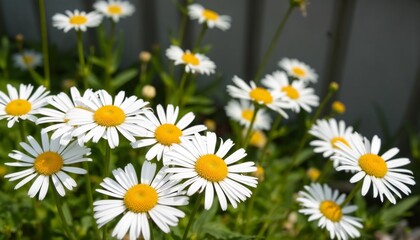 Obraz premium delicate white daisies with yellow centers growing in a sunny garden