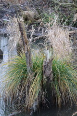 Panicled sedge in the Beaver area