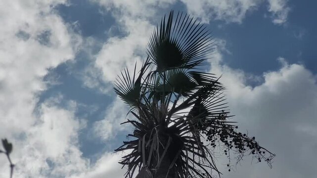 Close-up em uma carna&uacute;ba com as nuvens passando ao fundo