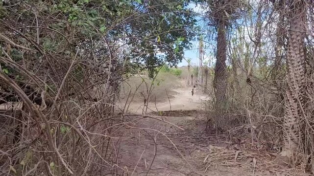 Deslize devagar da esquerda para a direita em meio a vegeta&ccedil;&atilde;o da caatinga no nordeste e sert&atilde;o do Brasil