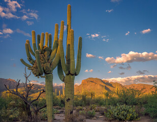 A captivating view of a desert landscape featuring a unique saguaro cactus during a vivid sunset. Beautiful hues light up the arid terrain, creating a serene and natural scene.
