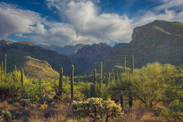 Captivating desert scenery featuring towering cacti, rugged mountain ranges under a vibrant sky with clouds, showcasing the beauty and tranquility of a natural wilderness environment.