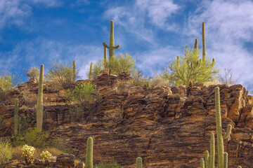 Serene desert terrain showcasing towering saguaro cacti on rocky ground under a vibrant blue sky, emphasizing nature's beauty.