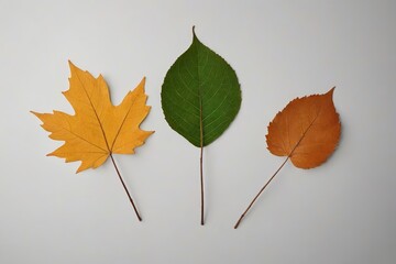 three different colored leaves are arranged on a white surface