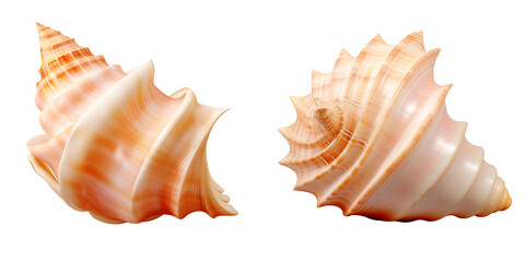 Obraz premium Set of a Seashell conch, isolated on transparent background.