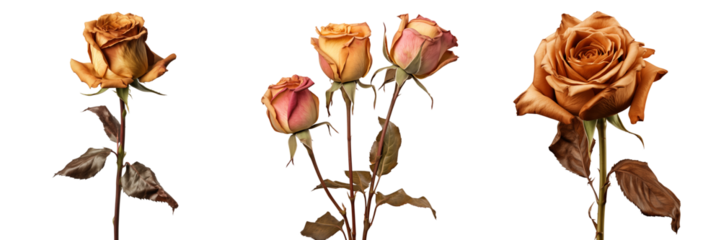 Set of a Beautiful, wilted, dried orange rose, isolated on transparent background.