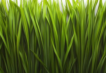Naklejka premium A high-resolution, detailed photograph of a vibrant green grass texture, with the focus on its lush and dense appearance, perfect for use in various design projects. The background is white to highlig