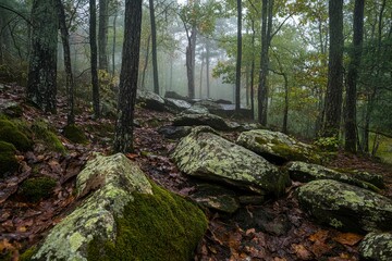 A photograph of a dark pine forest, with mossy rocks in the foreground and mist in the background. 