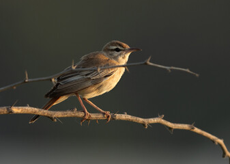 Rufous-tailed Scrub Robin perched on acacia tree at Hamala, Bahrain