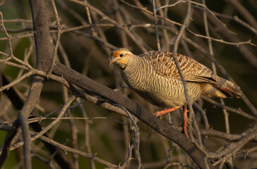 Closeup of Grey francolin perched on acacia tree at Hamala, Bahrain