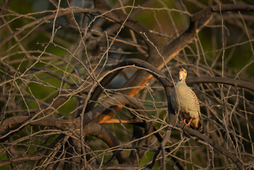 Grey francolin perched on acacia tree calling