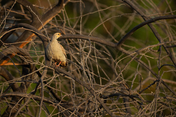 Grey francolin perched on acacia tree at Hamala, Bahrain