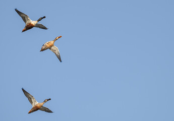 Obraz premium Northern shovelers in flight against a blue sky.