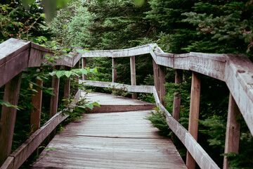 view of a man made wooden bridge in a forest in summer with a wooden fence