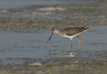 Redshank feeding at Busaiteen coast, Bahrain