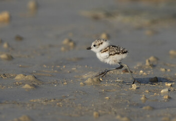 Kentish Plover chick runnning at Busiateen coast, Bahrain