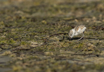 Kentish Plover chick feeding at Busiateen coast, Bahrain