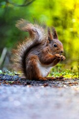 A delightful squirrel in the forest