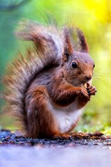 Fototapeta premium A stunning squirrel in the forest