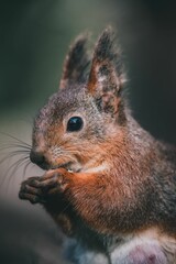 A close-up of a graceful squirrel