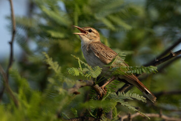 Rufous-tailed Scrub Robin perched on green at Hamala, Bahrain