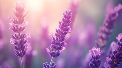Naklejka premium Lavender flowers in a field of purple.