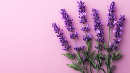 Naklejka premium Lavender Flowers on Pink Background.