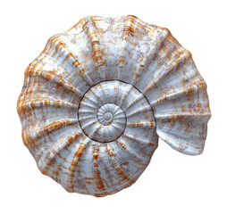 A spiral seashell or ammonite fossil is isolated on a transparent background.