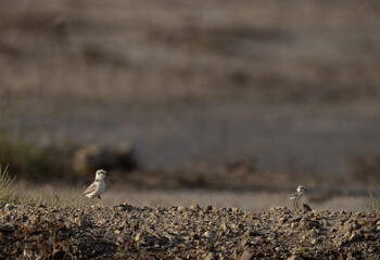 Kentish Plover with her chick at Asker Marsh, Bahrain
