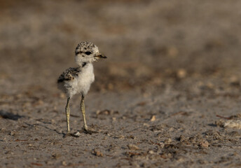 Portrait of a Juvenile Black-winged Stilt at Asker marsh