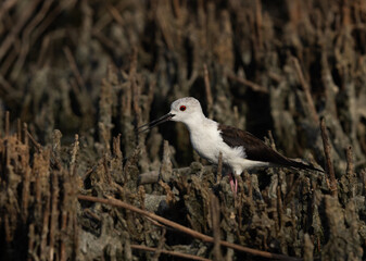 Black-winged Stilt at Asker marsh, Bahrain