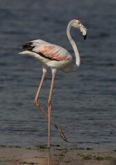 Greater Flamingos standing tall at Mameer coast in the morning, Bahrain