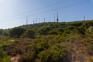 serene landscape with a dense forest of pine trees, punctuated by a cluster of communication towers atop a distant hill, creating a contrast between natural beauty and technological infrastructure.