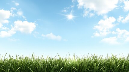 Sunlight shines through vibrant rice leaves, creating a lively atmosphere in the fields against a backdrop of blue sky