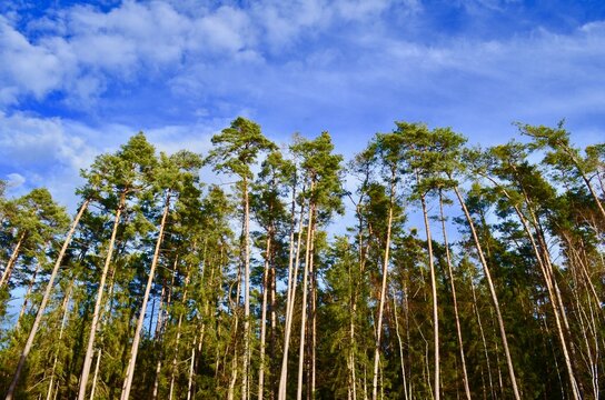 view of pine forest against blue sky bottom view