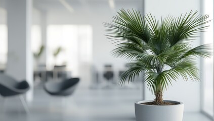 Fototapeta premium A minimalist office with a potted palm tree in focus surrounded by clean white walls and soft gray furniture The