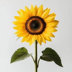 Fototapeta premium a sunflower with a bright yellow head and green stem